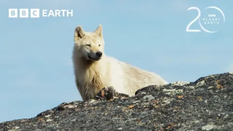 Arctic Wolf Chases Baby Caribou in a High-Speed Race for Survival