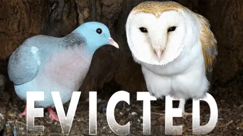 Barn Owls Reclaim Nest After Evicting Broody Stock Dove