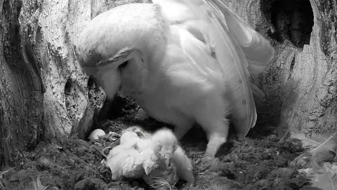 Barn Owlets Hatching from First Egg Crack to Chick