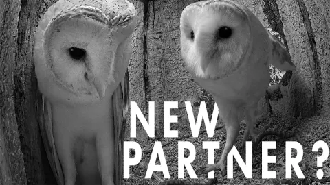 A Barn Owl Seeks New Love After Losing Her Mate