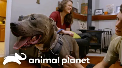 A Family Finds Their Missing Piece: Adopting a Pit Bull from a Rescue