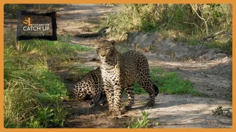 Leopards and Lions Clash in Stunning African Safari Encounters