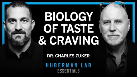How the Brain Perceives Taste and Drives Sugar Cravings