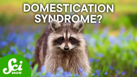 Urban Raccoons May Be Evolving Shorter Snouts, Scientists Discover