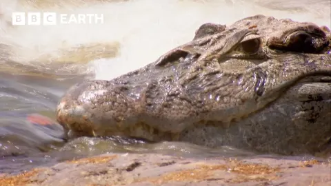Exploring Crocodile Territory in Guyana with Steve Backshall