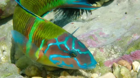 Ornate Wrasse A Colorful Reef Fish of the Mediterranean