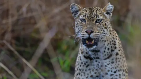 Young Leopard Struggles to Protect Tree Kill From Rivals in Kafue National Park