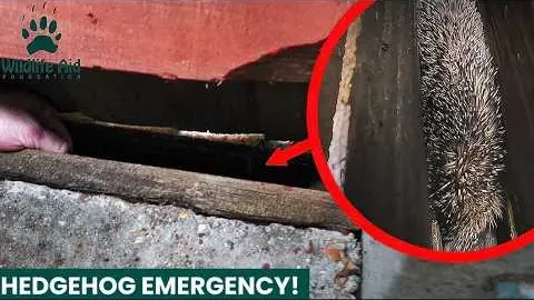 Trapped There Features and What to Know