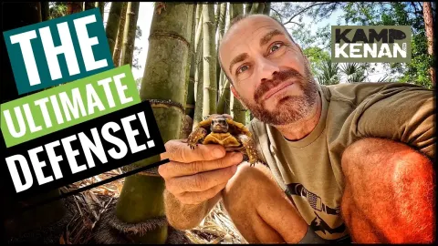 Turtles Today and the Natural Context