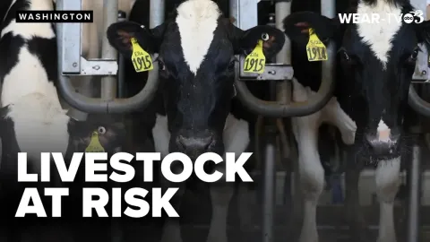 Flesh-Eating Screwworm Outbreak in Texas Cattle Sparks Emergency Response