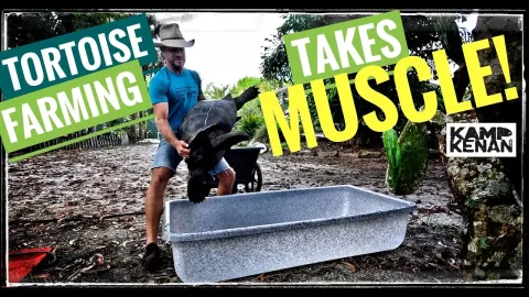 Galapagos Tortoise Health Scare and Recovery Tips