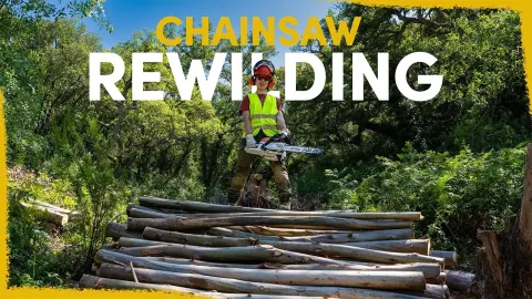 Why We Are Cutting Down Thousands of Eucalyptus Trees to Restore Native Woodlands