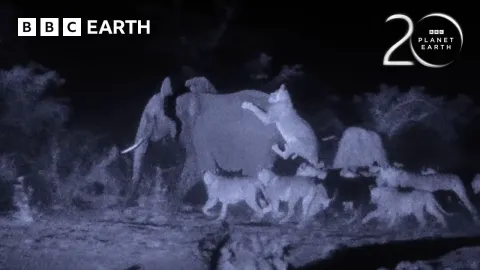 How a Young Elephant Survived an Attack by 30 Lions