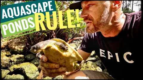 Turtles Pond and Why It Matters