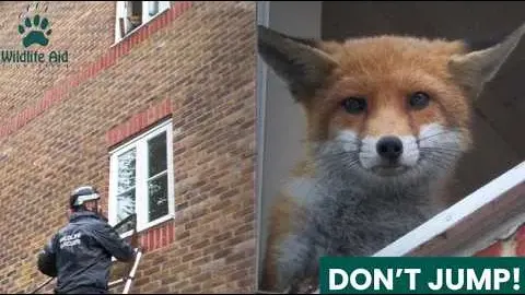 Fox Rescued From Third Floor Apartment Window on a Rainy Morning