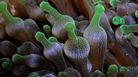 Bubble-Tip Anemone Facts and Symbiotic Relationships