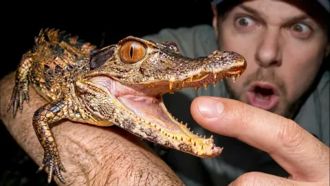 Rare Mini Croc Found in Amazon Rainforest During Night Expedition