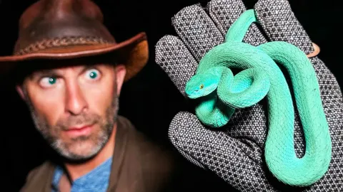 Rare Blue Viper Discovered on Remote Indonesian Island