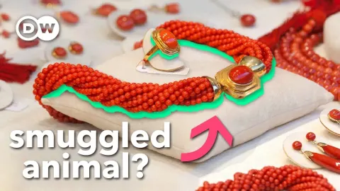 The Dark Secret Behind a $100,000 Coral Necklace and the $9M Smuggling Trade