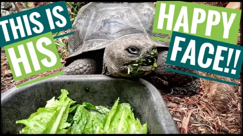 Feeding Fresh Produce to Rescued Tortoises and Turtles at the Sanctuary