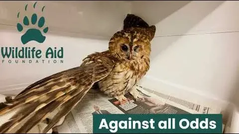 Tawny Owl Survives Car Collision and Fights Back Against Injury
