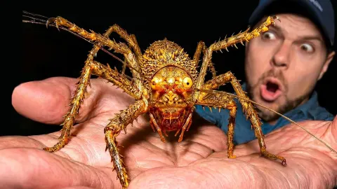 Rare Spiny Forest Lobster Discovered in the Amazon Rainforest