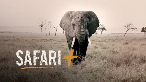 Incredible Safari Encounters from Elephants to Cheetahs and Rhinos