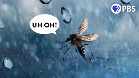 How Insects Survive Being Hit by Raindrops