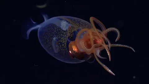 Squid Invertebrate and the Natural Context