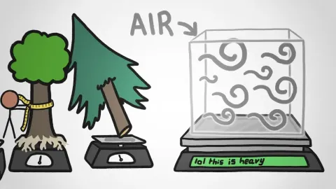 Forest Trees and the Natural Context