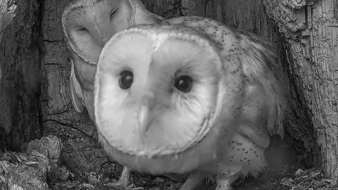 Injured Barn Owls Reunite After Eye Injury Recovery