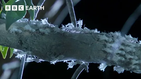 Nighttime Swarm of Flatid Bugs Triggers Tiny Fist Fights in Madagascar Forest