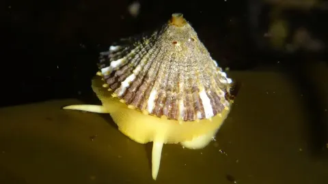 Rough Keyhole Limpet A Unique Sea Snail with a Distinctive Shell