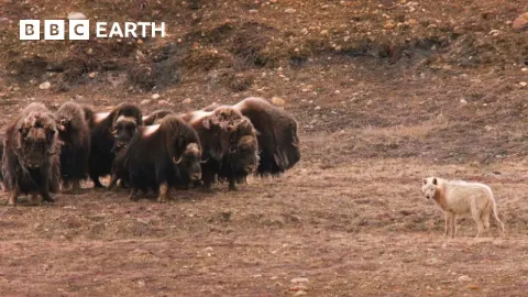 Deadly Showdowns and the Natural Context
