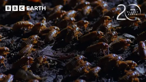 The Largest Insect Emergence on Earth: Billions of Cicadas Swarm Forests