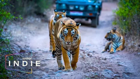 How One Doctor Is Helping Humans and Wildlife Coexist in India