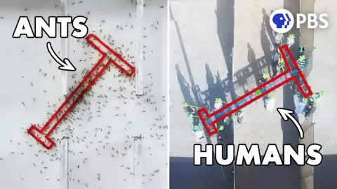 How Ant Colonies Outperform Humans in Collective Problem-Solving