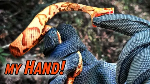 Copperhead Snake Bite Test: What Happens When a Venomous Snake Strikes