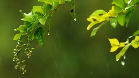 Tropical Rainstorm Sounds for Deep Sleep and Relaxation