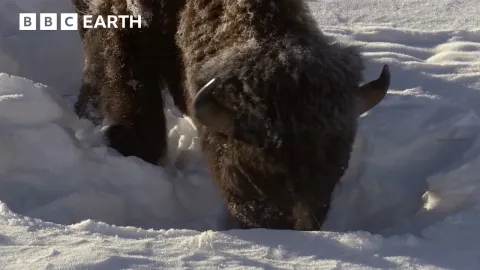 How Yellowstone Wildlife Survives Extreme Winter Conditions