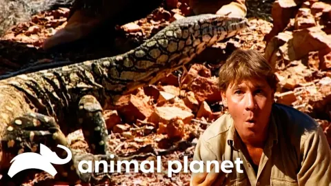 Steve Irwin Tracks the Perentie, Australia's Largest Lizard, in the Outback