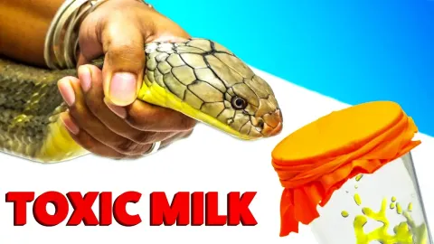How King Cobra Venom Is Milked to Create Life-Saving Antivenom