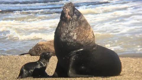 Sea: Lion and the Natural Context