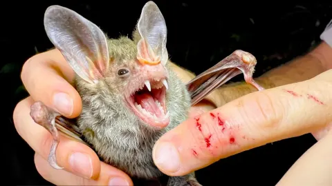 Vampire Bat and the Natural Context