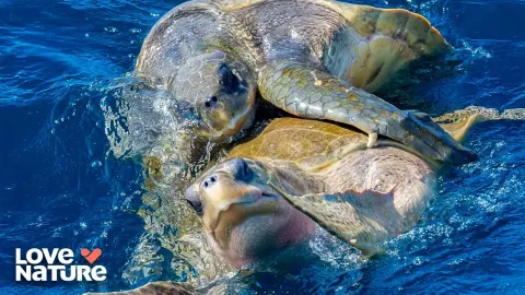 Bizarre Mating Rituals of Deep Sea Creatures Revealed