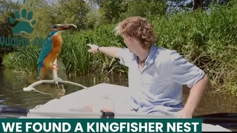 Kingfisher Burrow Discovered at Wildlife Aid Reserve