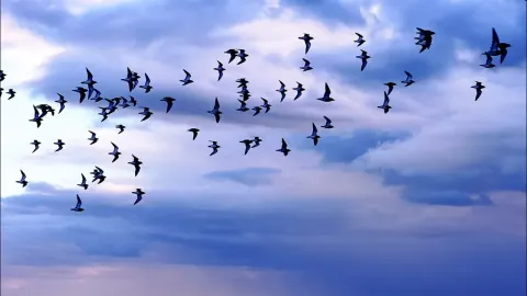Drone Footage Captures Golden Plovers and Migrating Geese in Yorkshire