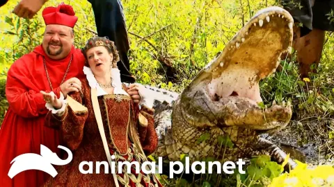 Alligator Removal at a Renaissance Fair Turns Into a Knightly Adventure