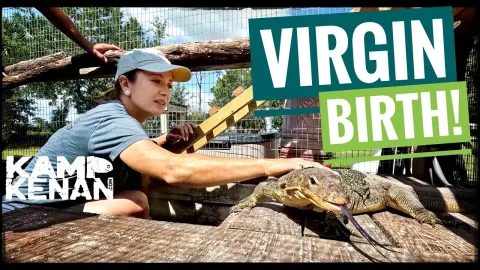 19-Year-Old Lizard Gives Virgin Birth to Five Babies
