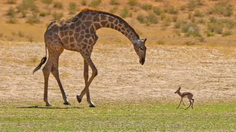 Orphaned Baby Deer Mistakenly Follows a Giraffe Thinking It Is Its Mother